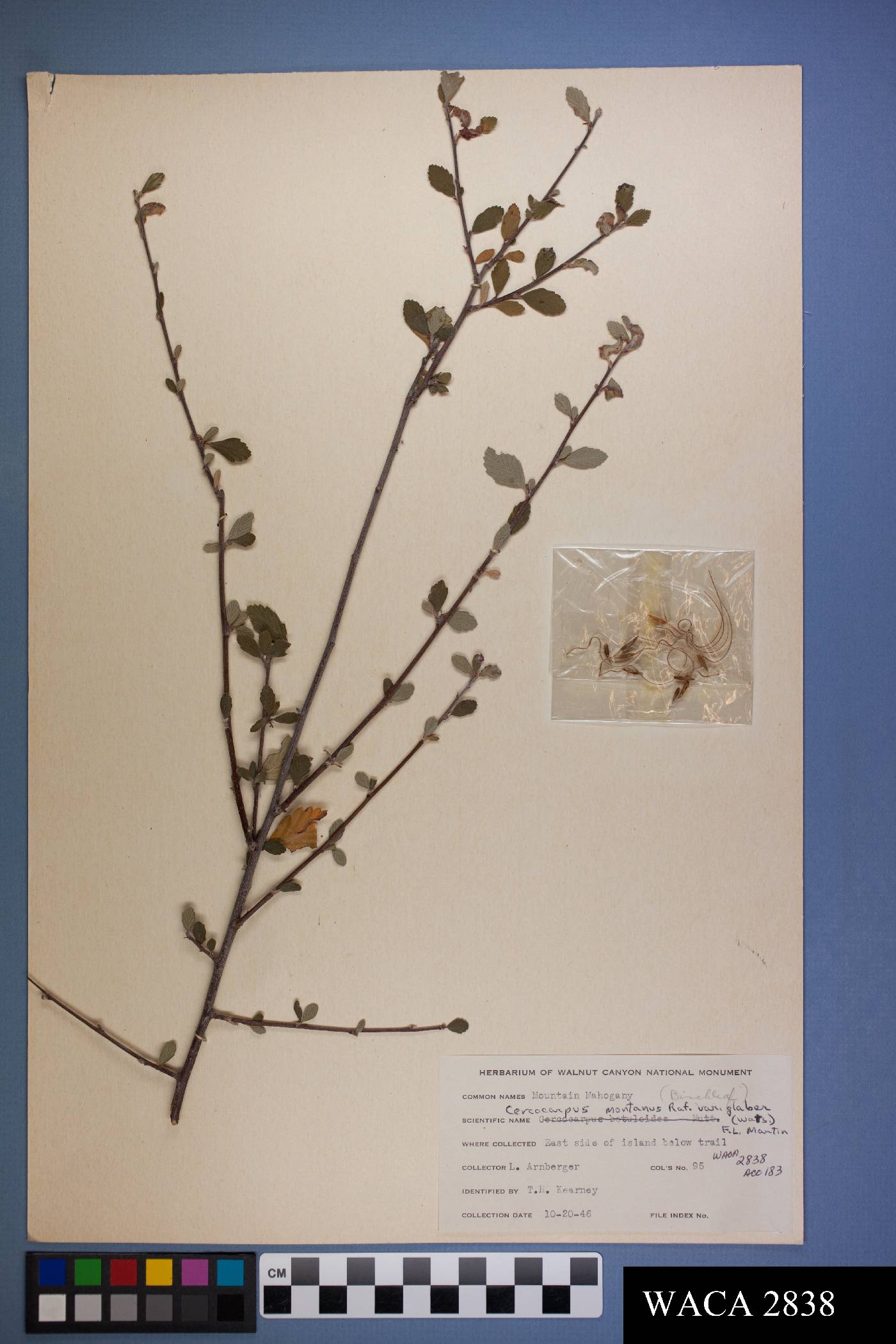 Cercocarpus montanus var. glaber image